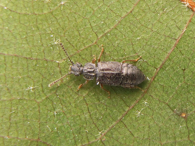 Staphylinidae: Oxytelinae ??